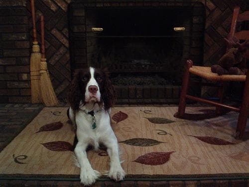 English Springer Spaniel