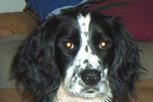 English Springer Spaniel