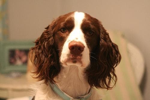 English Springer Spaniel