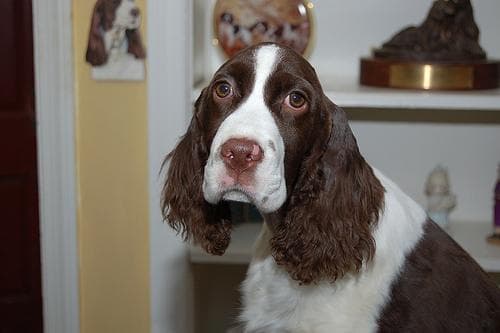 English Springer Spaniel