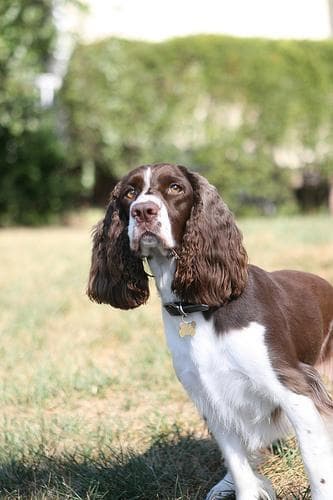 springer