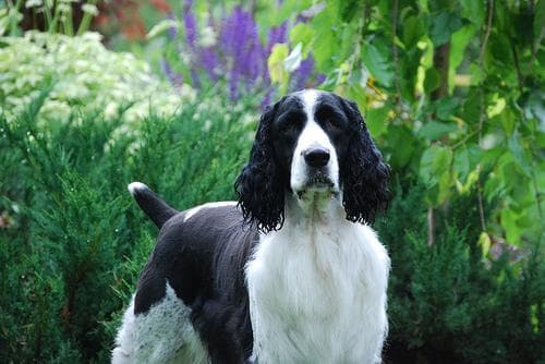 springer