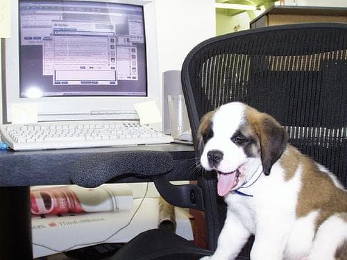St Bernard