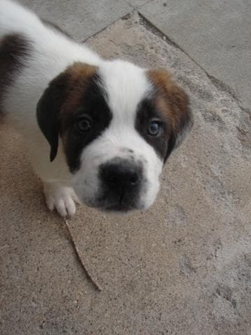 St Bernard