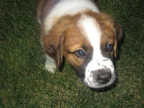 St Bernard