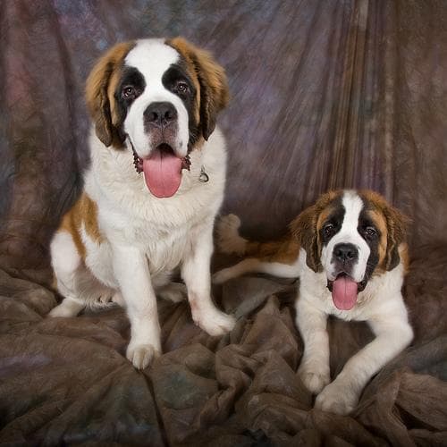 St Bernard