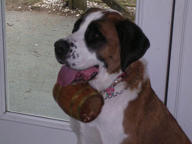 St Bernard