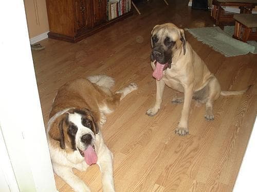 St Bernard