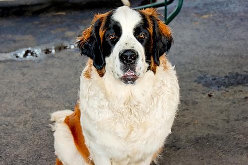 St Bernard