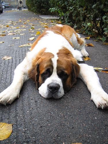 St Bernard
