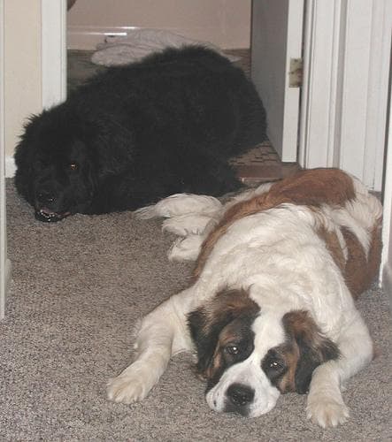 St Bernard