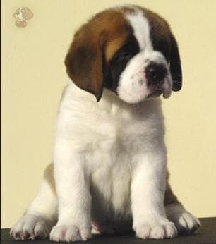 St Bernard