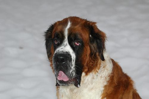St Bernard