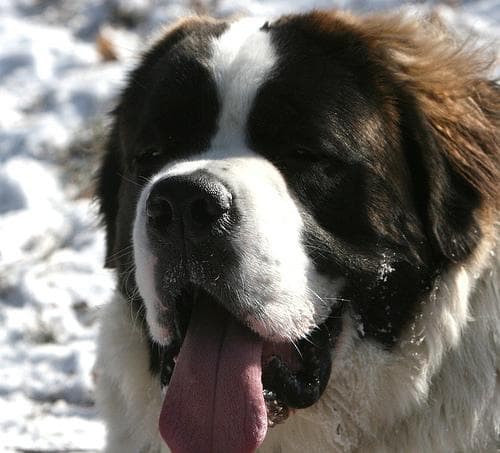 St Bernard