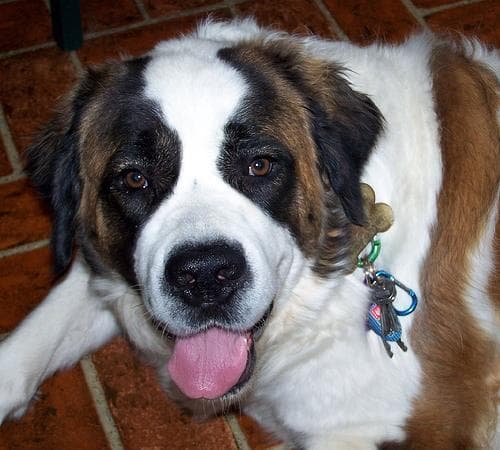 St Bernard
