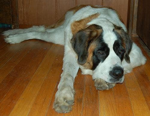 St Bernard