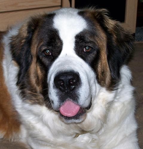 St Bernard