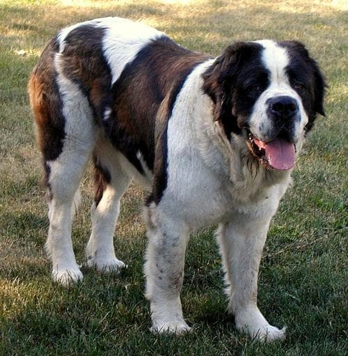 St Bernard