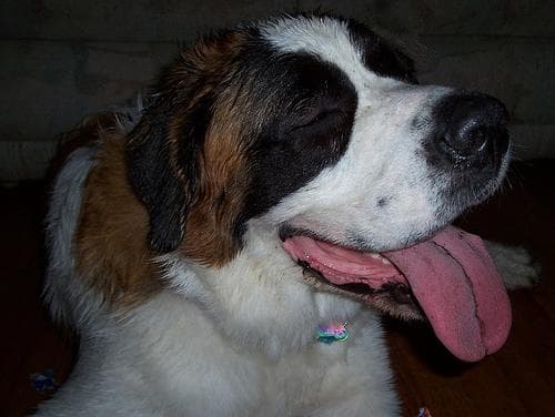 St Bernard