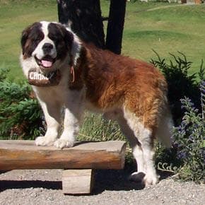 St Bernard
