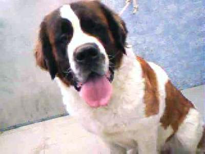 St Bernard