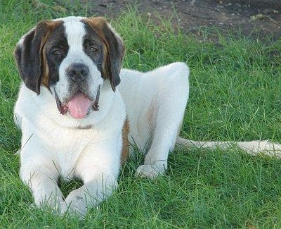 St Bernard