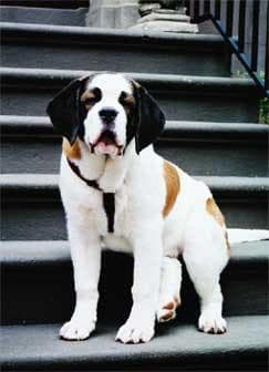 St Bernard