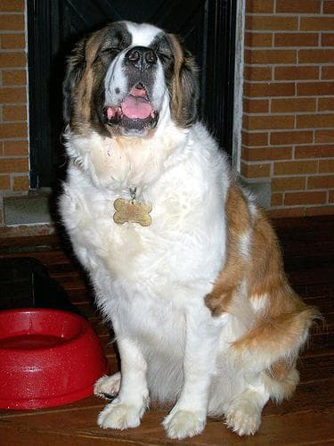 St Bernard