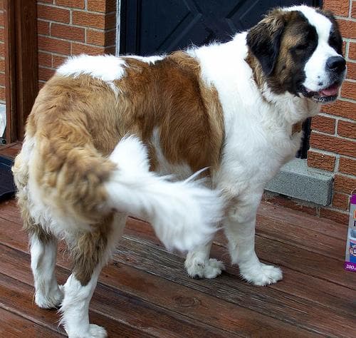 St Bernard