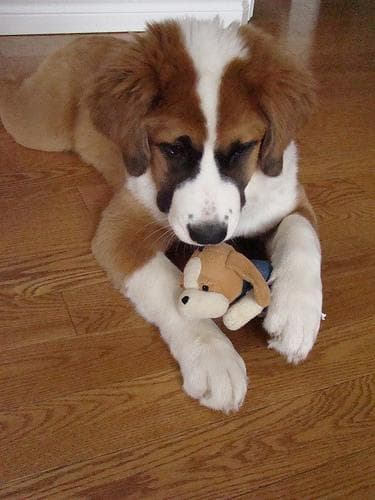 St Bernard