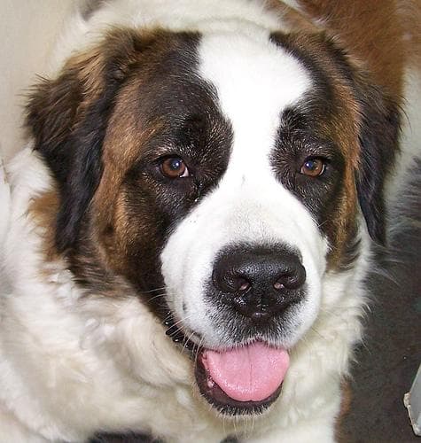 St Bernard