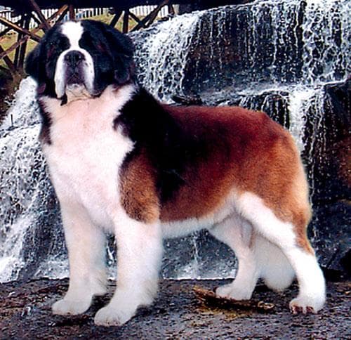 St Bernard