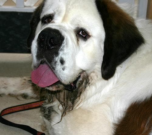 St Bernard