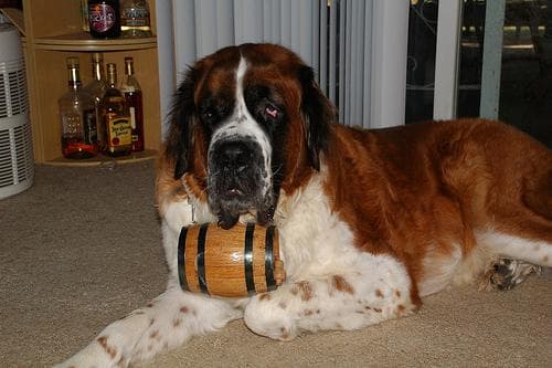 St Bernard