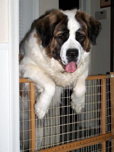 St Bernard