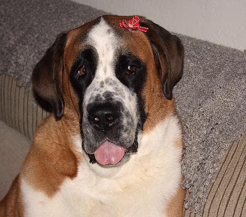 St Bernard