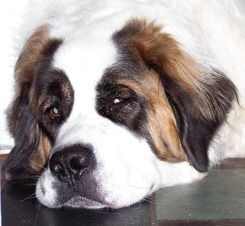 St Bernard