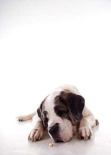St Bernard