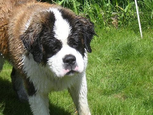 St Bernard