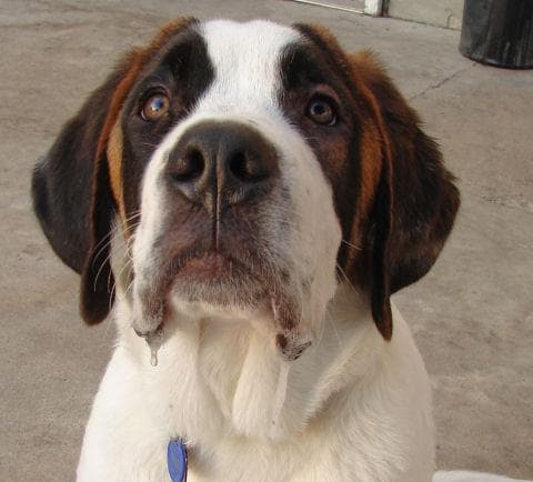 St Bernard