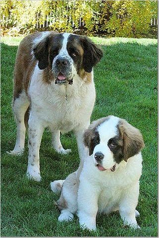 St Bernard