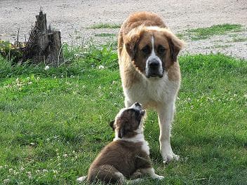 St Bernard
