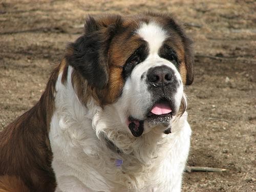 St Bernard