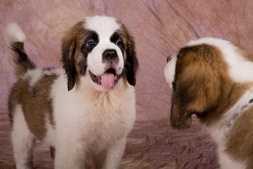 St Bernard