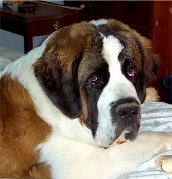St Bernard