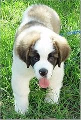 St Bernard