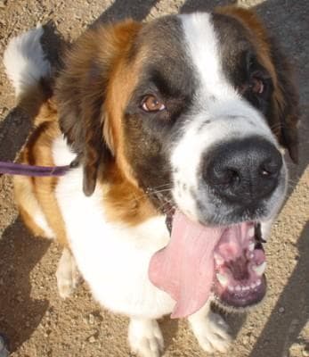 St Bernard