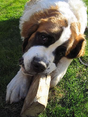 St Bernard