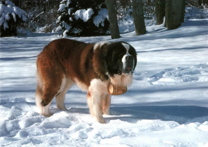 St Bernard