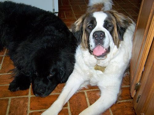 St Bernard